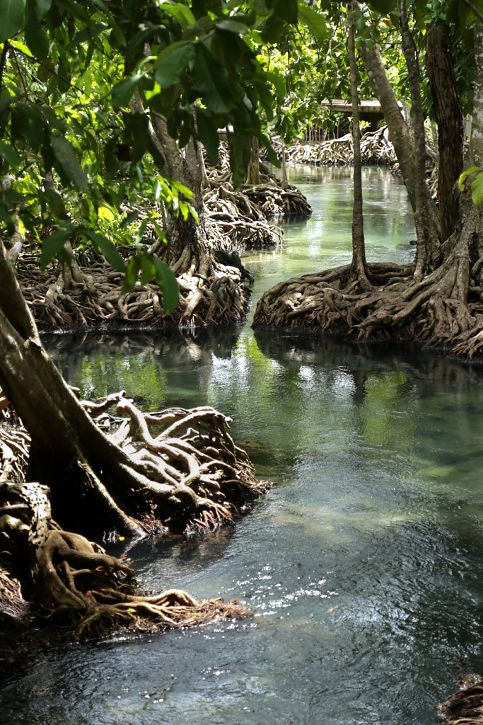 Les Mangroves de Krabi