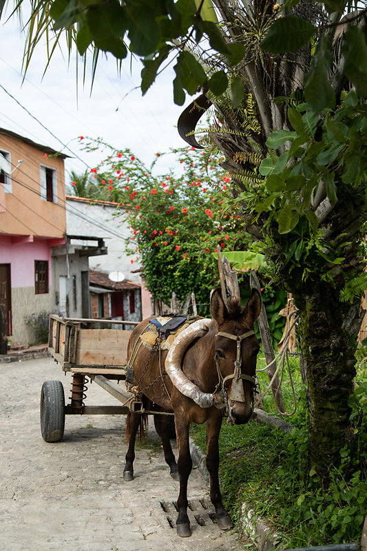 Caleche-Boipeba.jpg