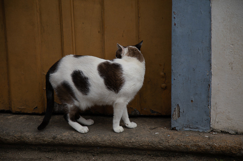 chat-Paraty.jpg