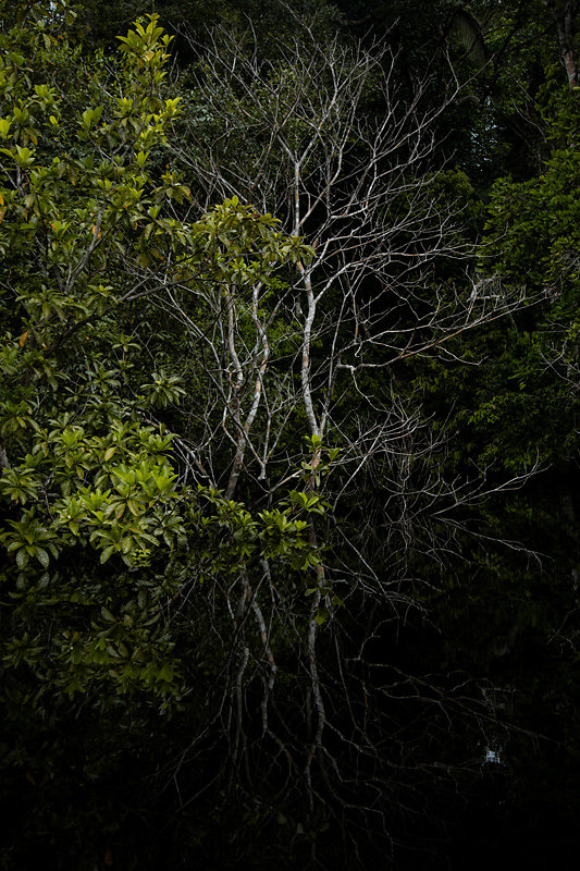 Miroir-Damazonie2.jpg