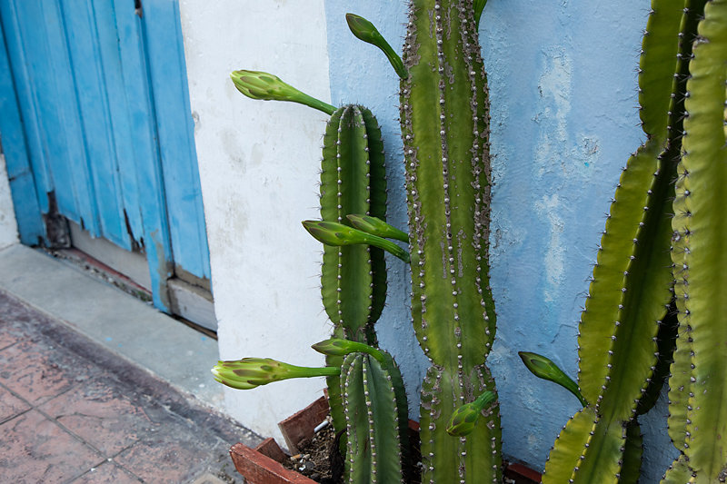 cactus-Campeche.jpg