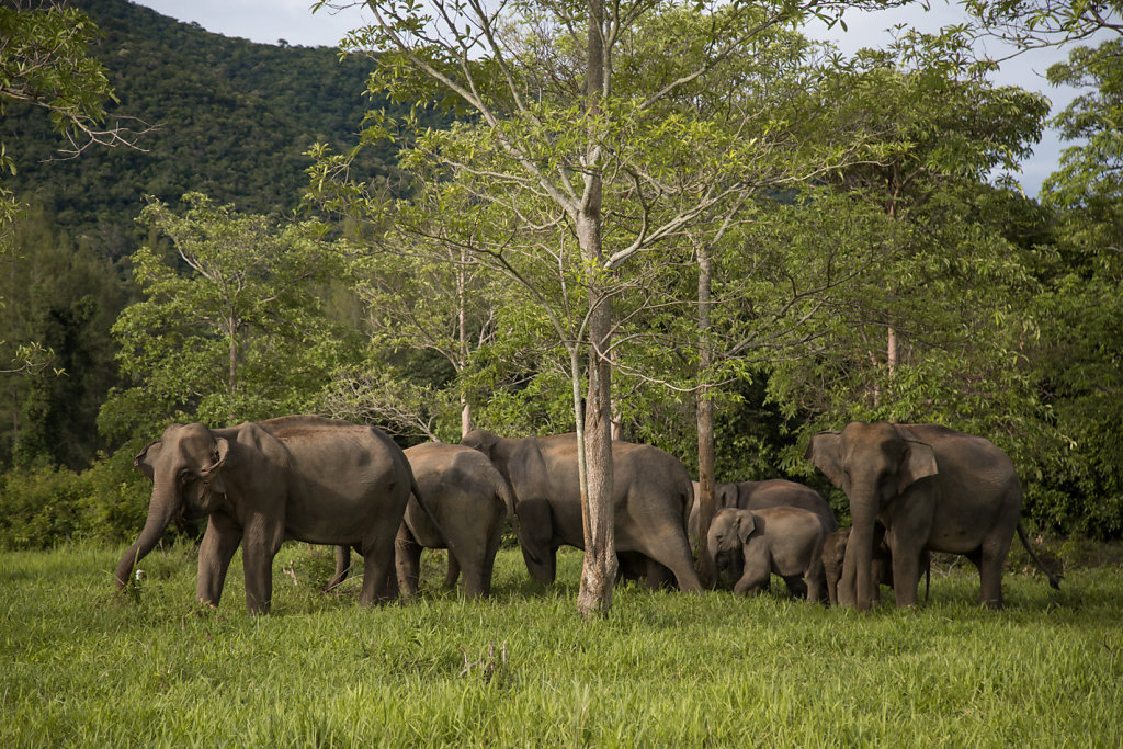 Eléphants Sauvages de Thailande 