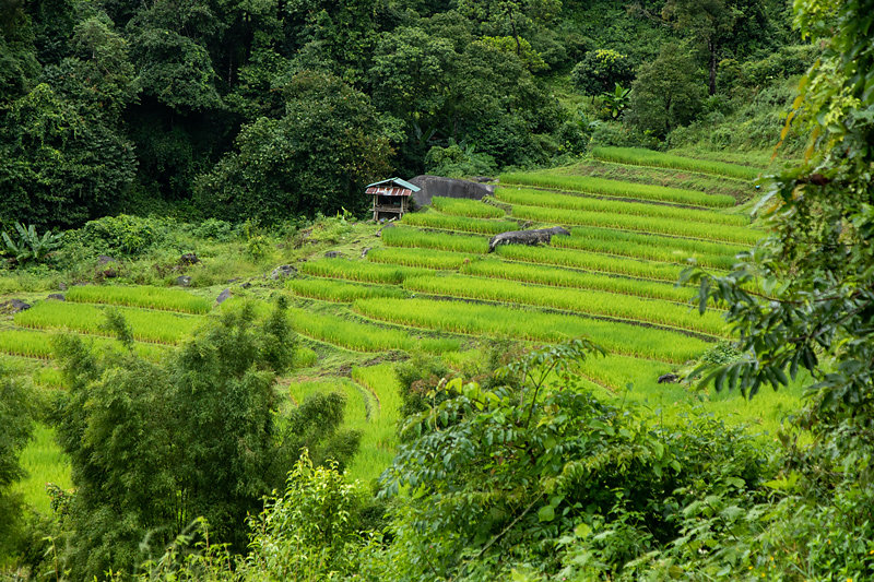 rizieres-chiang-mai.jpg